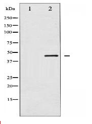 CDC37 Antibody