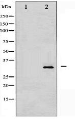 Phospho-DARPP-32 (Thr34) Antibody