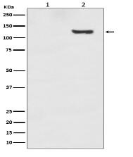 Phospho-SIRT1 (T530) Antibody