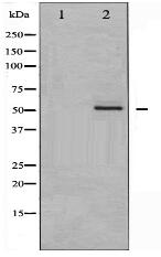 Phospho-Epo-R (Tyr368) Antibody