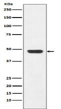 GAP43 Antibody