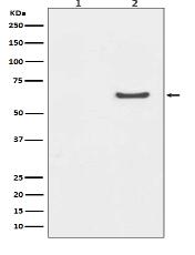 Phospho-AKT1 (S129) Antibody