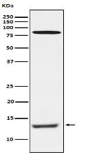 PEN2 Antibody