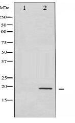 Phospho-Cofilin (Ser3) Antibody