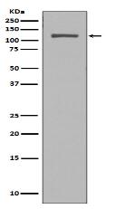 NUP98 Antibody