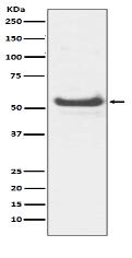 JNK3 Antibody