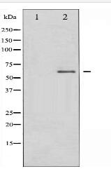 DRP-2 Antibody