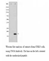 TNFA Antibody