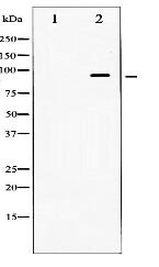 Dynamin-1 Antibody