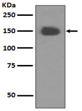 TrkA Antibody