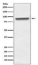 Mitofilin Antibody