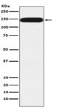 Pumilio 1 Antibody