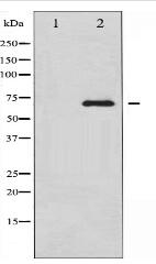 RelB Antibody