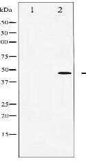 Phospho-c-Jun (Thr91) Antibody