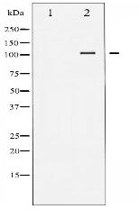 FAK Antibody