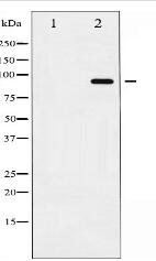 Phospho-ADAM 17 (Thr735) Antibody