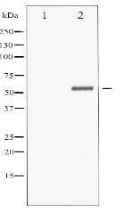 Phospho-Chk1 (Ser301) Antibody