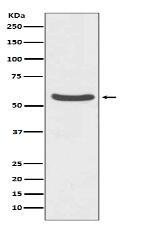 GLUT2 Antibody