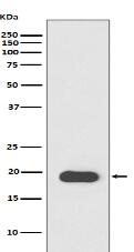 Myosin Light Chain 2 Antibody