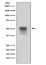 Phospho-alpha Tubulin (Y272) Antibody