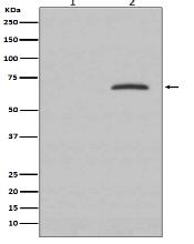 Phospho-Paxillin (Y118) Antibody