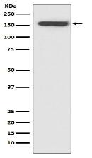 CD21 Antibody