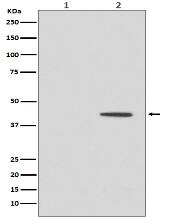 Phospho-MEK1 (T292) Antibody