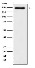 Laminin gamma 1 Antibody