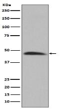 Hsp47 Antibody