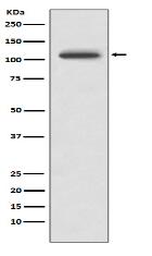 PYK2 Antibody