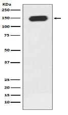 PLC gamma 1 Antibody