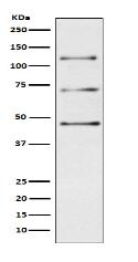 Complement C3 Antibody