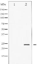 Phospho-BAD (Ser136) Antibody