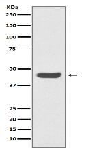 PD-L1 (CD274) Antibody