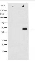 Phospho-c-Jun (Thr93) Antibody