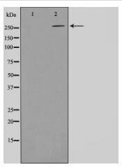 Phospho-ACC1 (Ser80) Antibody