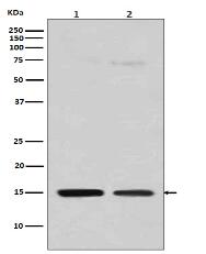 Histone H3 (mono methyl R128) Antibody