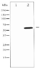 IL-10R alpha Antibody