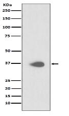 PAX9 Antibody