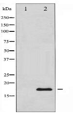 Calmodulin Antibody