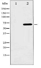 Phospho-C-RAF (Ser621) Antibody