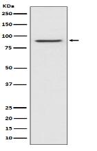 STAT1 alpha Antibody