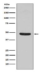 Flotillin 1 Antibody