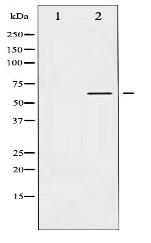 Akt Antibody