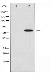 AFX Antibody