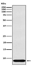 beta Defensin 1 Antibody