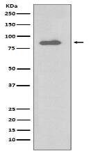 IKK alpha Antibody