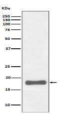 PUMA Antibody