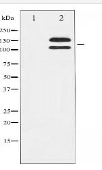 Phospho-c-Kit (Tyr721) Antibody