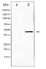 MKP-1/2 Antibody